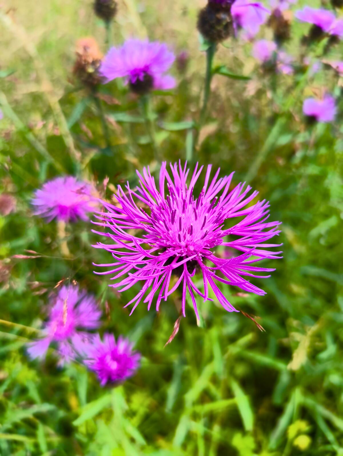 i see this flower in scotland a lot. don't know what it is, but i like the colour.
