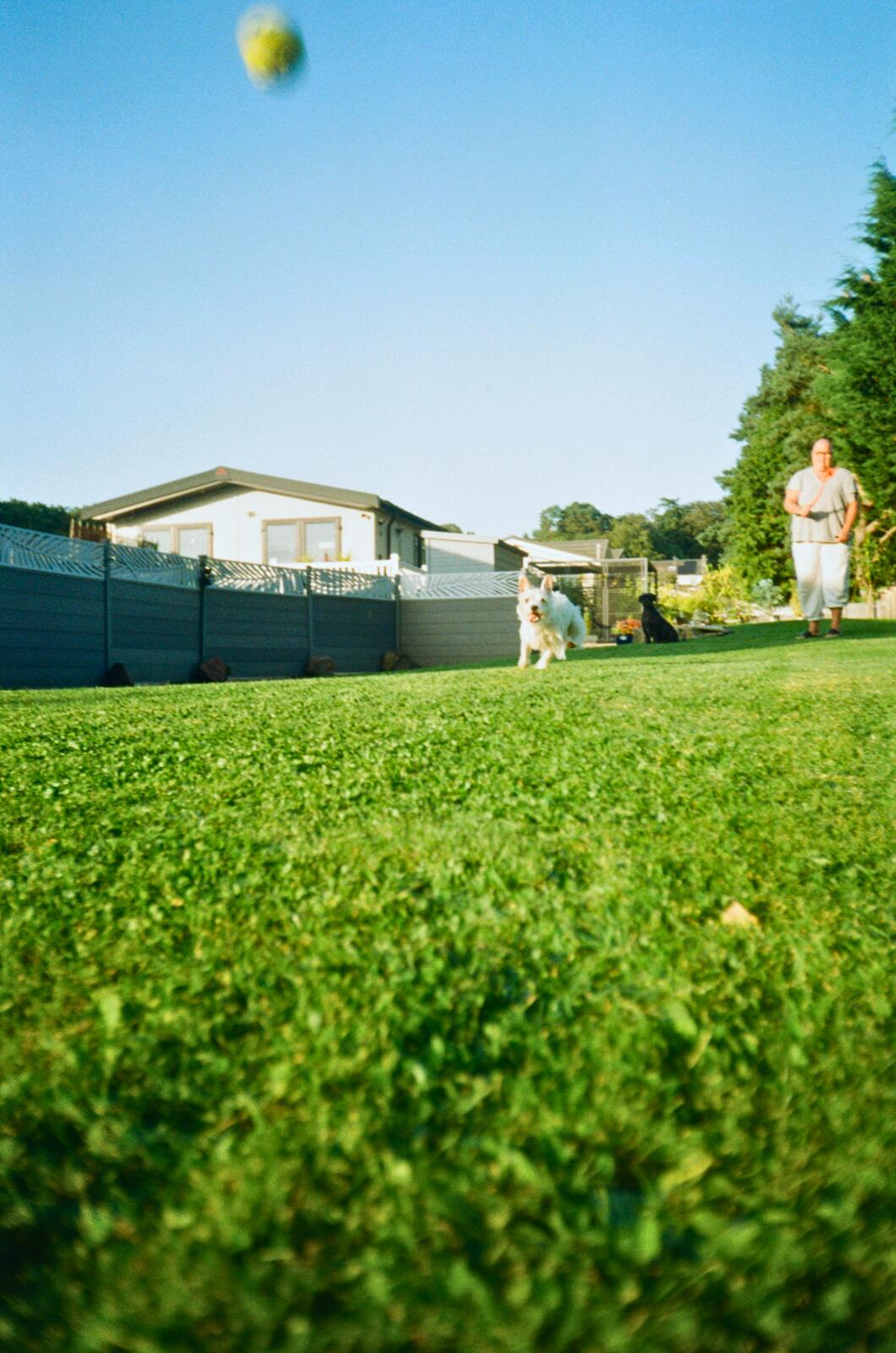 action shot of bon chasing her ball. i wanted her to be closer, but given how the camera blurs…