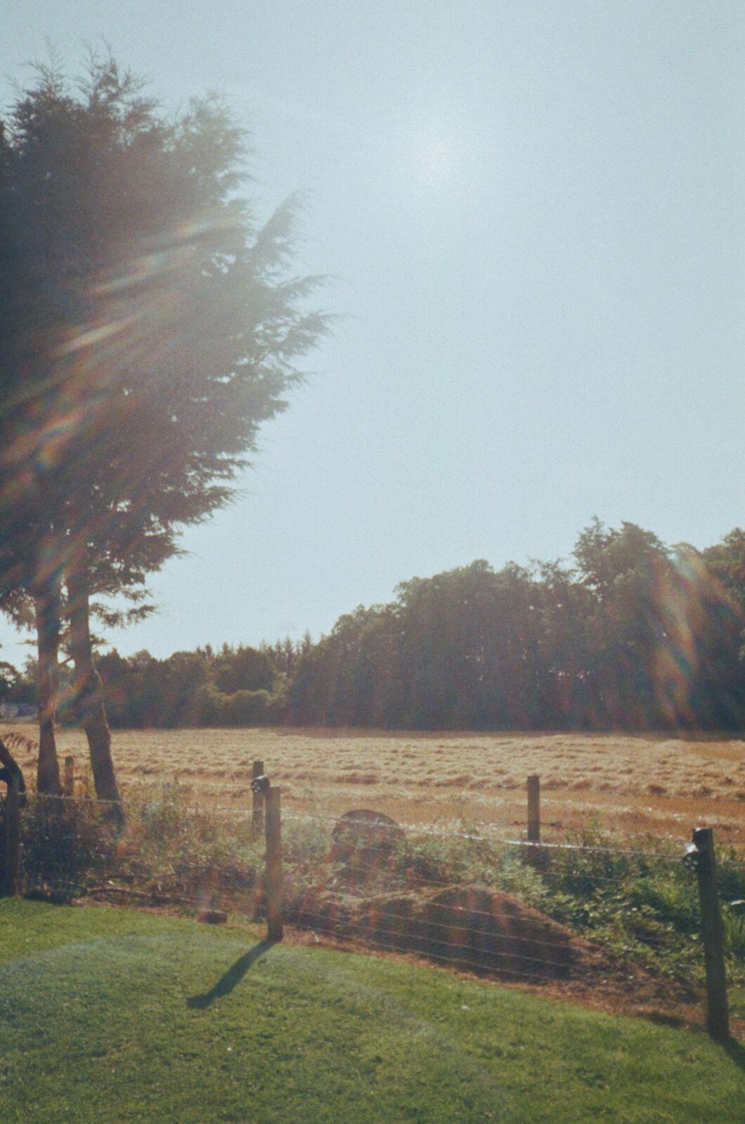 mum's yard. lush to look on, esp. from her sofa out back.